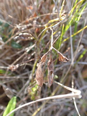 Rhynchosia leucoscias
