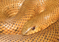 Mole Snake photo 2