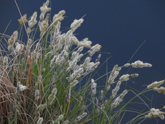 Carex barbarae