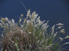 Carex barbarae