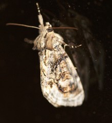 Zalissa catocalina
