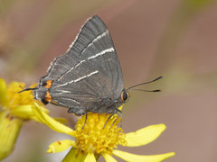Atlides thargelia