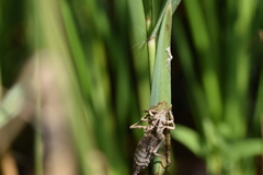 Gomphus