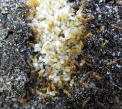 Solenopsis punctaticeps