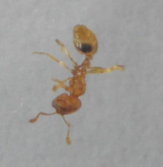 Solenopsis punctaticeps