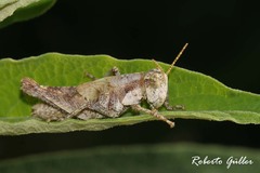 Ronderosia