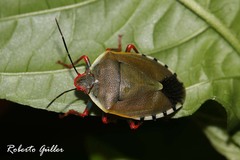 Chinavia erythrocnemis