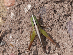 Staurorhectus longicornis