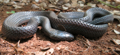 Black File Snake photo 3