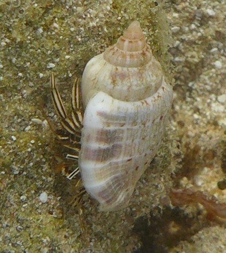 Variable Stromb — seen at this dive site