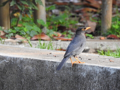 Turdus simillimus