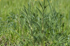 Achillea roseo-alba