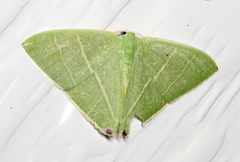 Urolitha bipunctifera