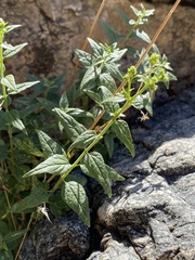 Koanophyllon palmeri