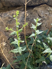 Koanophyllon palmeri