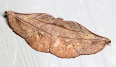 Xenomusa metallica