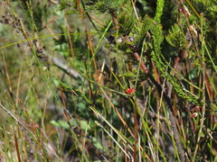 Euchaetis glomerata