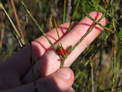 Euchaetis glomerata