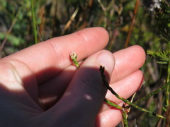 Euchaetis glomerata