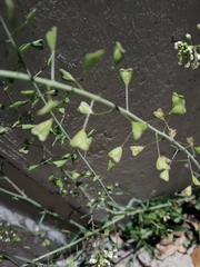 Capsella bursa-pastoris