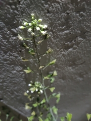 Capsella bursa-pastoris