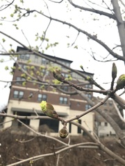 Acer