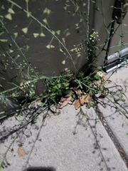 Capsella bursa-pastoris