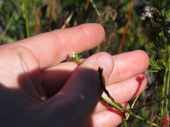 Euchaetis glomerata