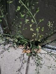 Capsella bursa-pastoris