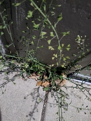 Capsella bursa-pastoris