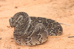 Bitis arietans arietans