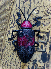 Coraliomela aeneoplagiata