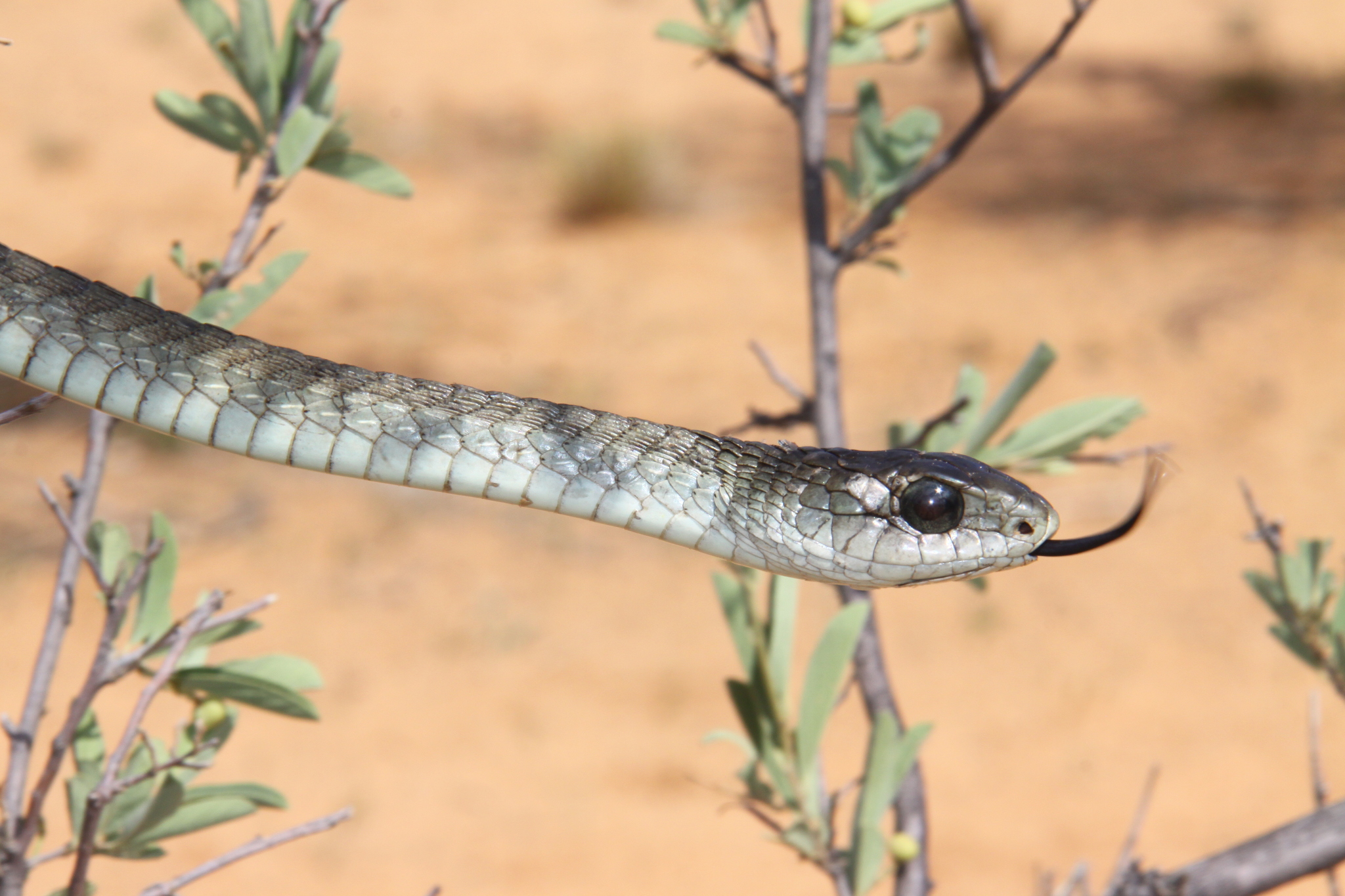 Species image