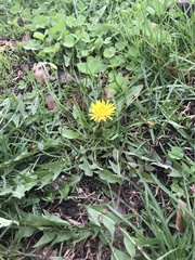 Taraxacum officinale