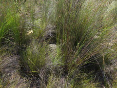 Cliffortia teretifolia