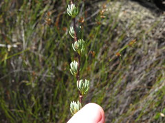 Cliffortia teretifolia