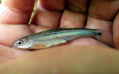 Notropis leuciodus