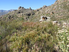 Leucadendron glaberrimum erubescens