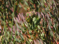 Leucadendron glaberrimum erubescens