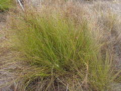 Ficinia fascicularis