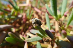 Eristalinus aeneus