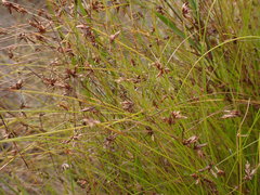 Ficinia fascicularis