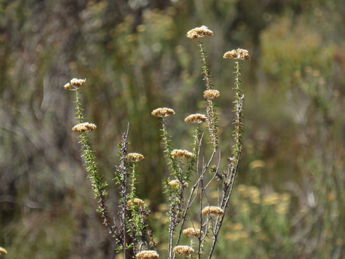 Image of Woolly Blombush (Metalasia dregeana) by (c) Jeremy Gilmore, some rights reserved (CC BY)