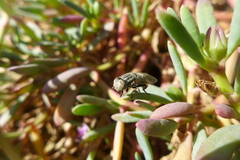 Eristalinus aeneus