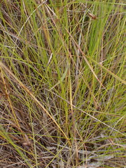 Ficinia fascicularis