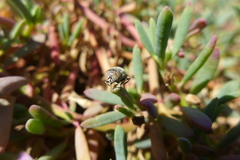 Eristalinus aeneus