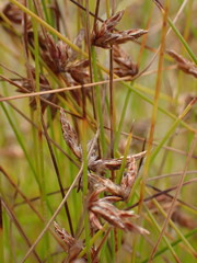 Ficinia fascicularis