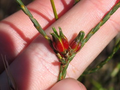 Euchaetis glomerata