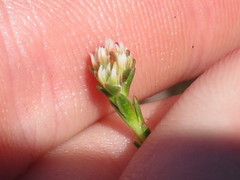 Euchaetis glomerata