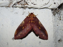 Citheronia phoronea